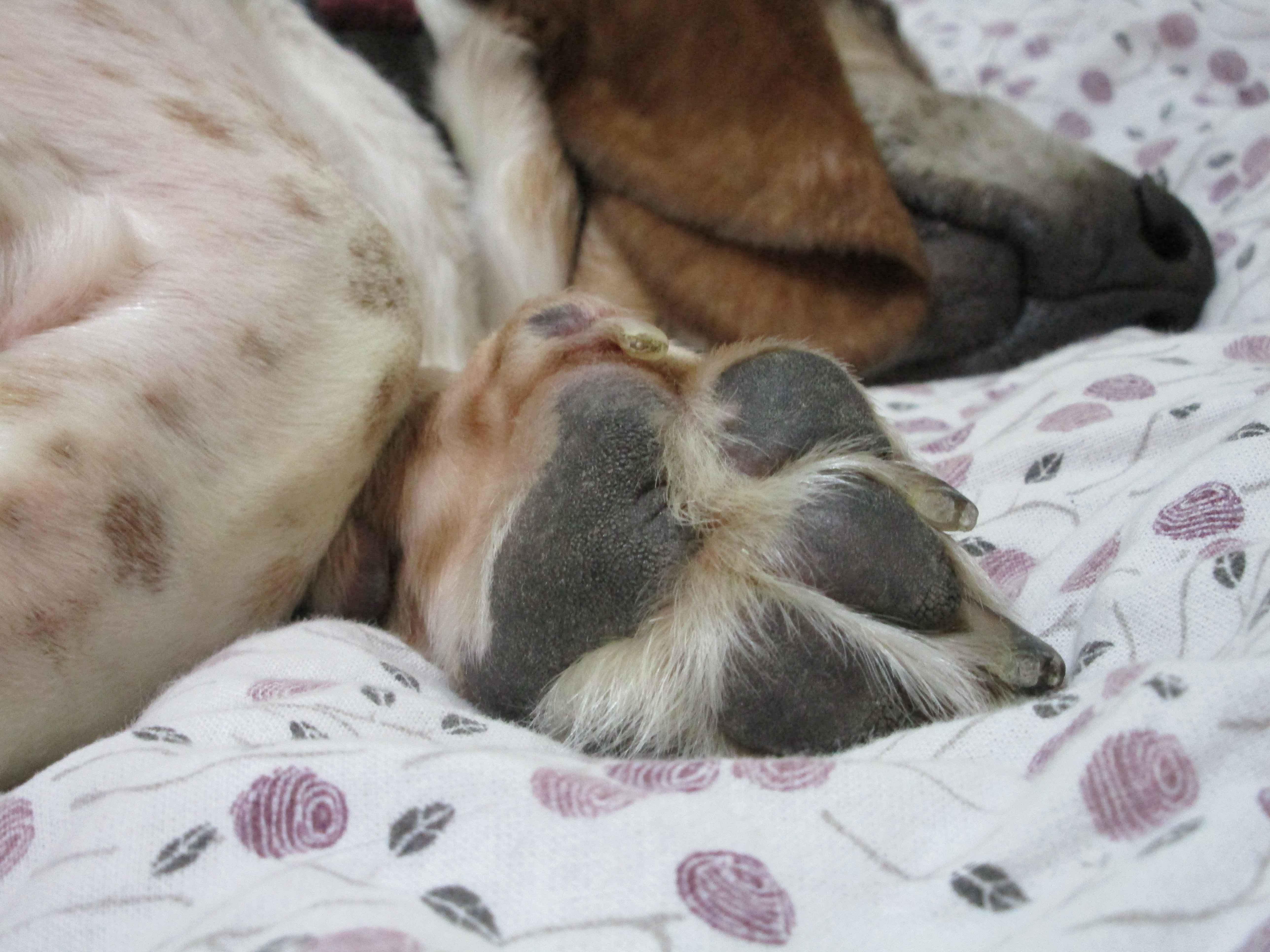 Lucy's Paw